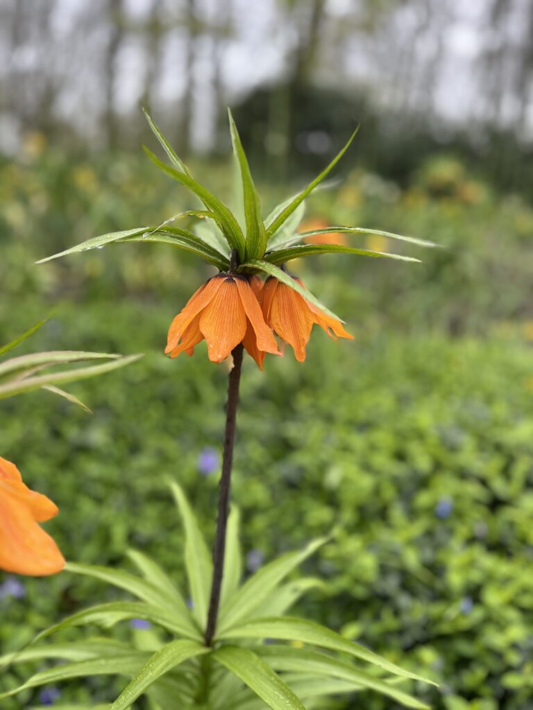 Grote oranje bloem. als een koning gekroond.