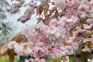 Tijdens mijn dagelijkse wandeling kwam ik deze prachtige bloesem tegen waar ik onderdoor moest als een soort van poort.