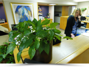office-plants-service-300x236